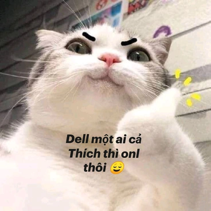 Cười xỉu với con mèo meme cực đáng yêu