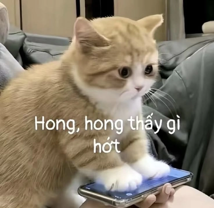 Không thể ngừng cười với hình ảnh mèo hài