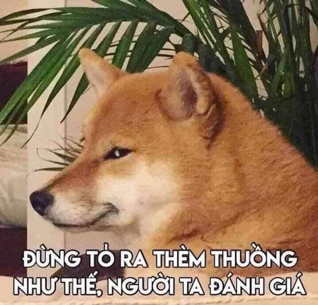 Chó meme siêu hài hước cực kỳ vui nhộn