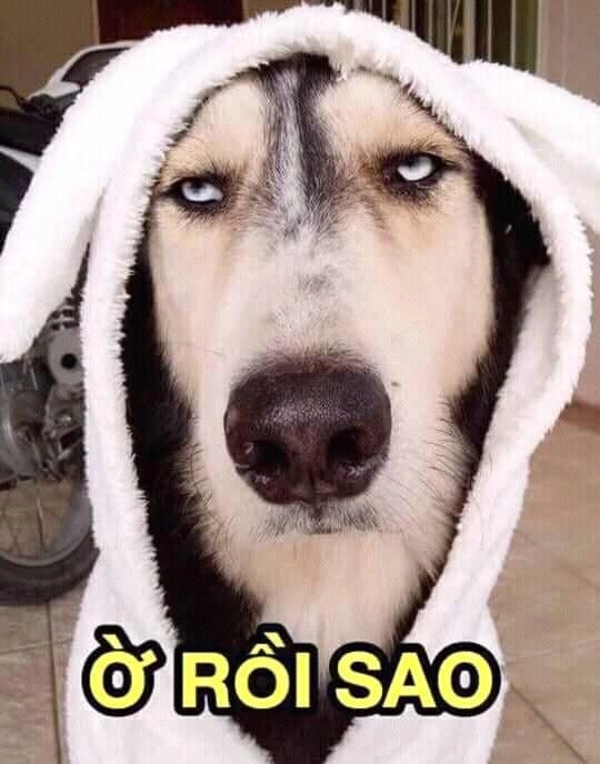 Cực bựa với hình chó meme ngộ nghĩnh