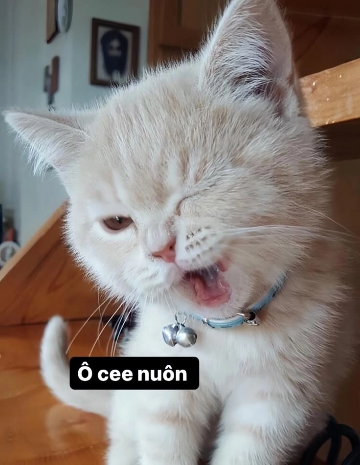 Hình con mèo bựa ngộ nghĩnh đến không ngờ