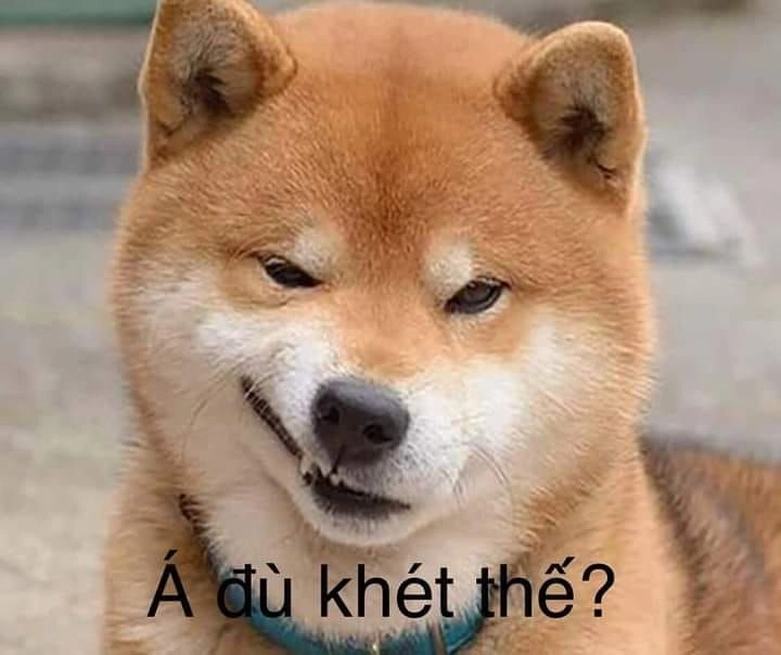 Siêu bựa và hài hước với hình chó mèo bựa