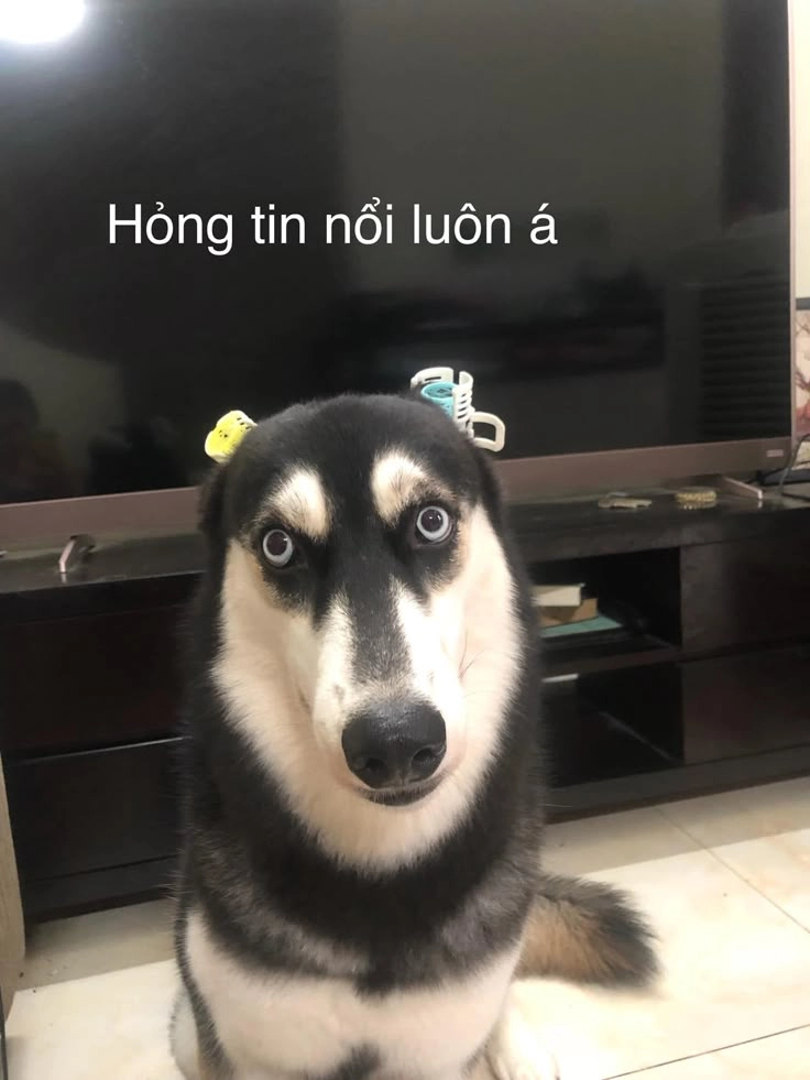 Tạo sự chú ý với hình con chó meme hài hước