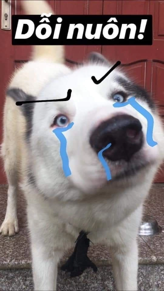 Cười không ngừng với hình meme con chó