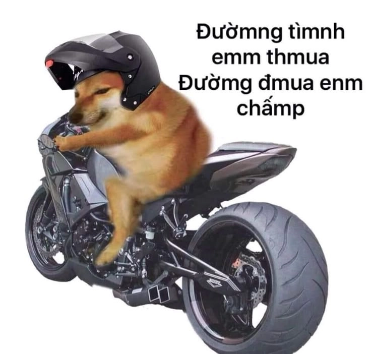 Hình nền meme chó siêu ngầu và hài hước