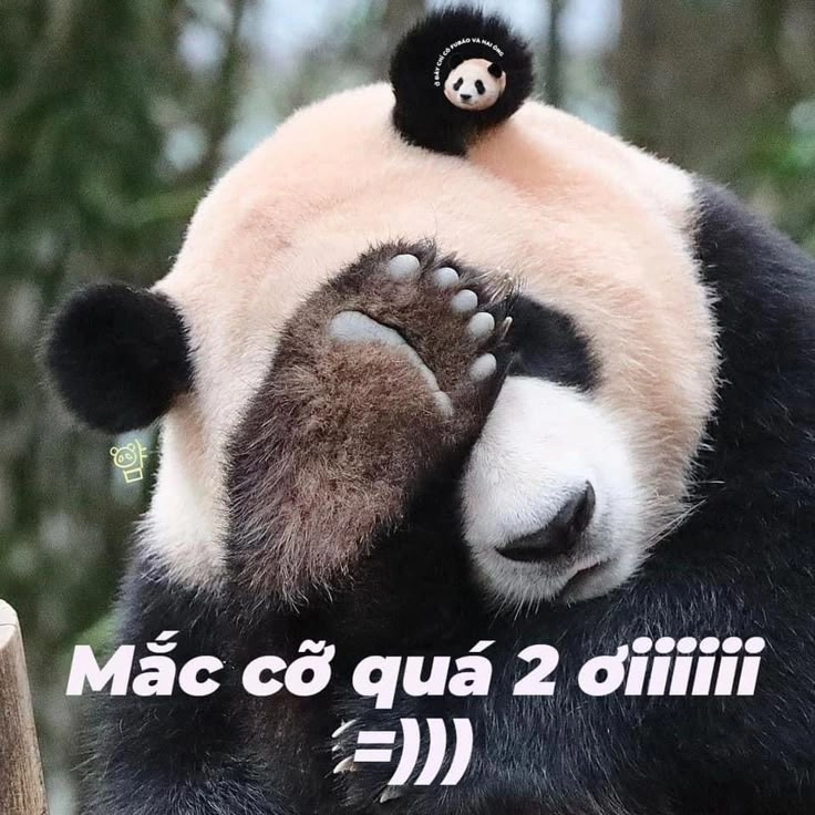 Gấu trúc bựa siêu dễ thương và cực kỳ bựa