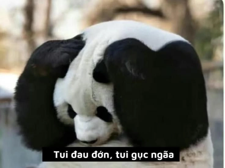 Cười thả ga với gấu trúc meme hài cực vui