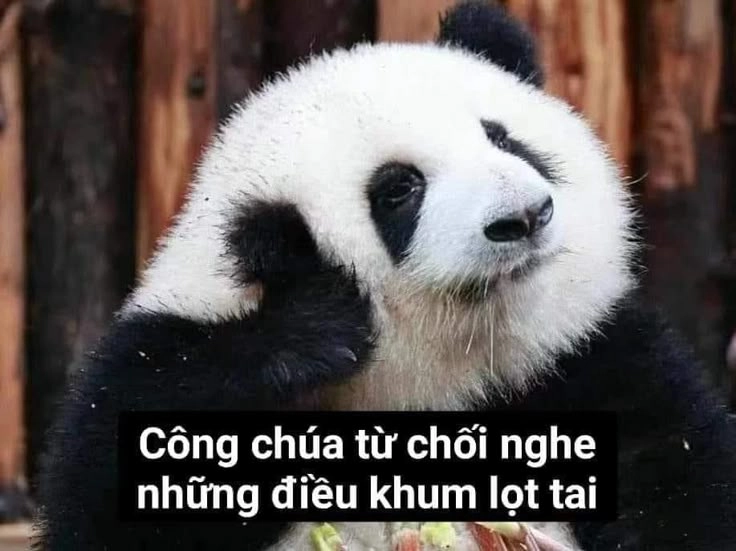 Siêu bựa với hình gấu meme vui nhộn