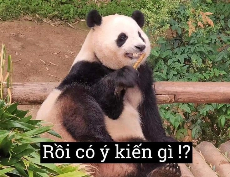 Khám phá ngay hình gấu trúc bựa siêu độc đáo