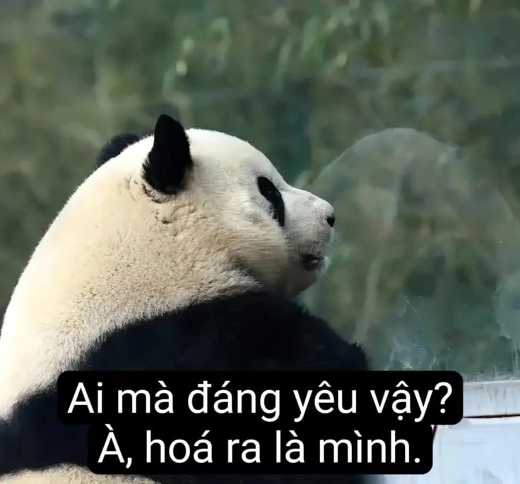 Hình gấu trúc hài mang đến tiếng cười thú vị