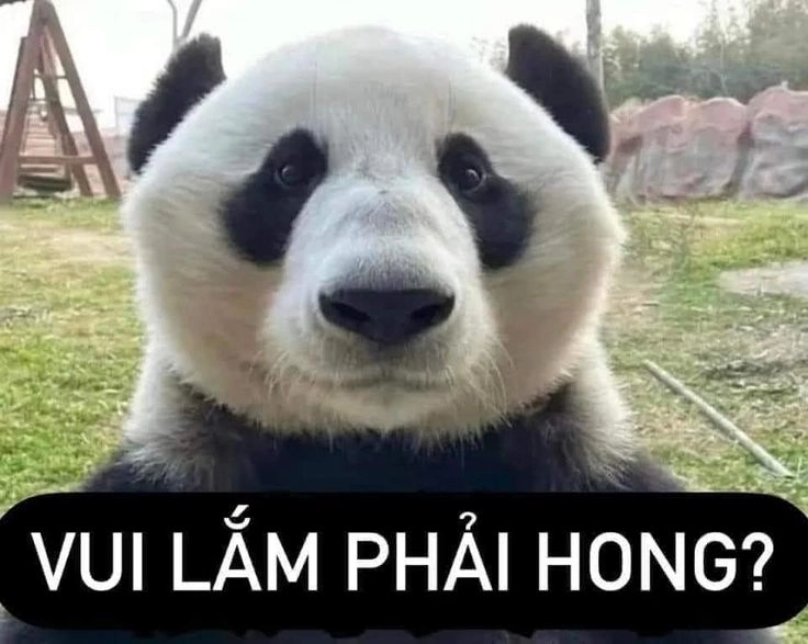 Gặp gỡ hình gấu trúc meme cực kỳ vui nhộn