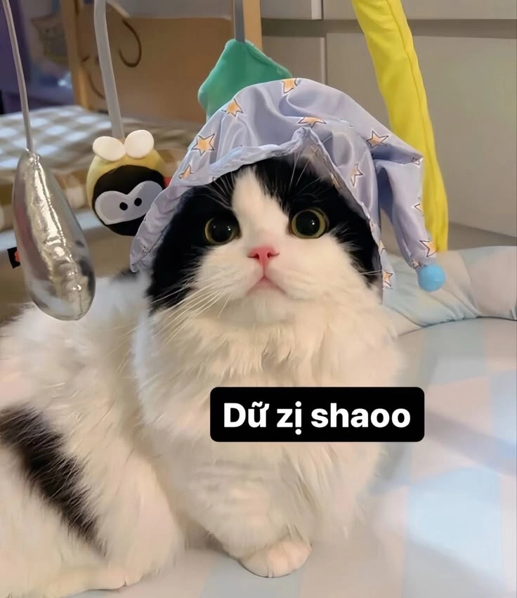 Siêu ngầu với hình con mèo meme đầy hài hước
