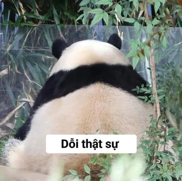 Những hình meme gấu trúc siêu bựa đang chờ bạn