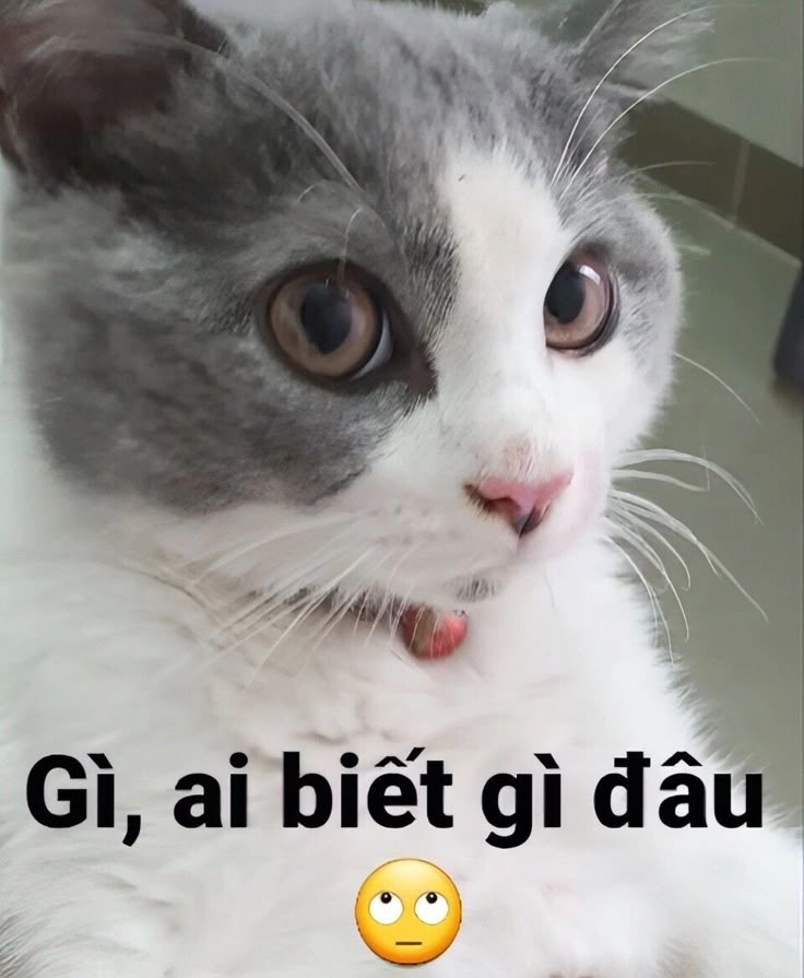 Không thể bỏ qua hình meme mèo cute dễ thương