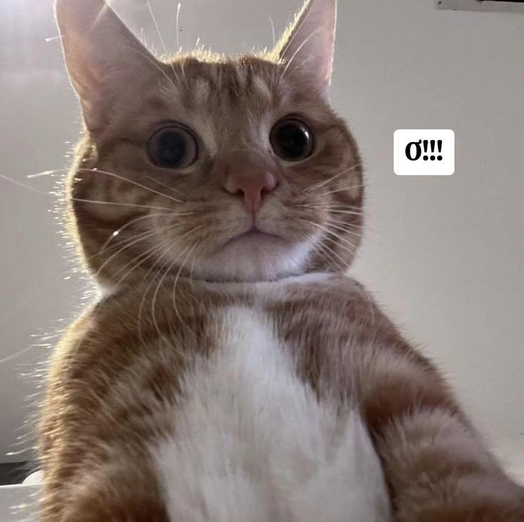 Siêu đáng yêu với hình mèo bựa cute đáng chú ýSiêu đáng yêu với hình mèo bựa cute đáng chú ý
