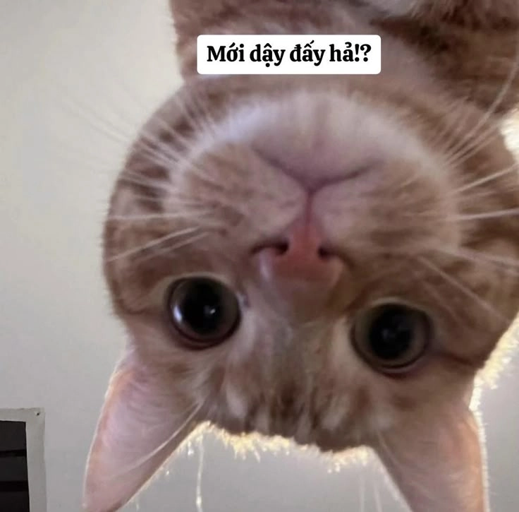 Cười nghiêng ngả với hình mèo chế cute dễ thươngCười nghiêng ngả với hình mèo chế cute dễ thương