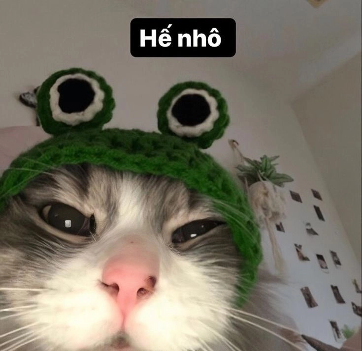 Sự kết hợp hoàn hảo giữa hình mèo cute bựa