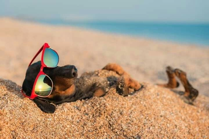 ảnh chó con hài hước dễ thương khiến bạn cười không ngừng