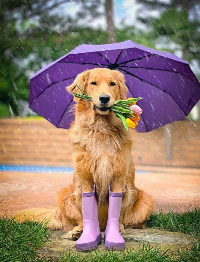 Cực kỳ dễ thương với ảnh chó cute hài hước độc đáo