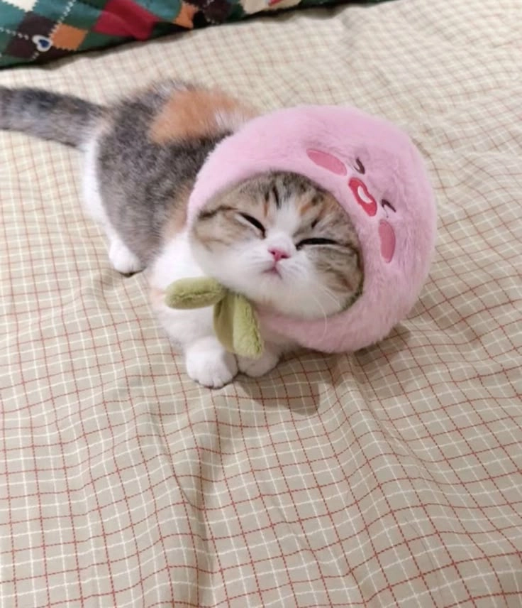 Avatar mèo đẹp tuyệt vời làm mê đắm lòng người