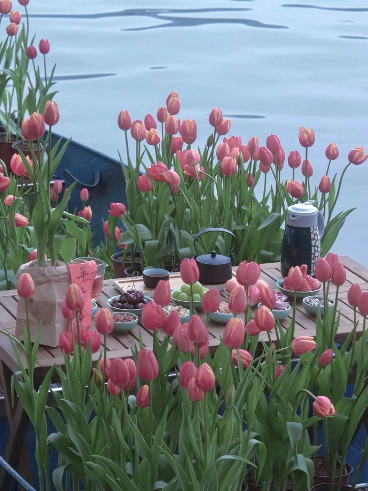 Hình nền hoa tulip cute nhẹ nhàng, đáng yêu và tràn đầy sức sống