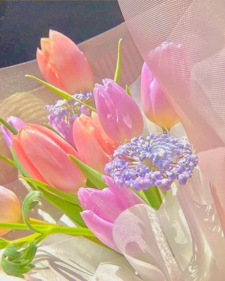 Hình nền hoa tulip trắng tinh khôi, thanh tao và đầy sang trọng