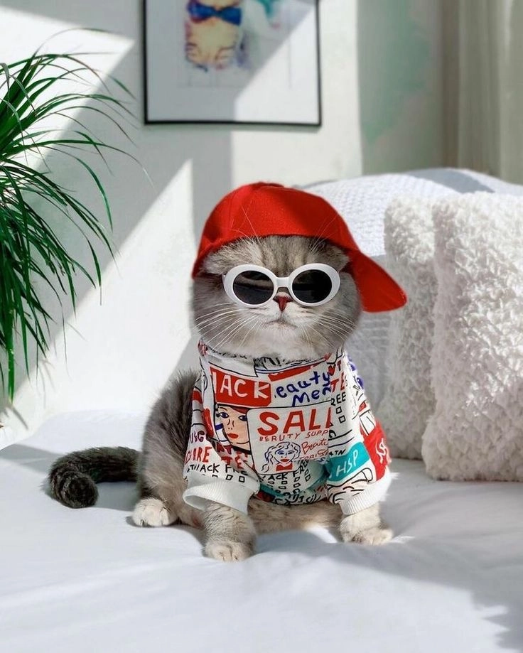 Mèo siêu ngầu thu hút mọi ánh nhìn từ mọi người