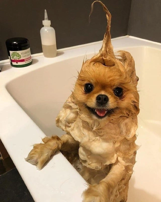 Mê mẩn với bộ ảnh chó hài cute cực ngầu