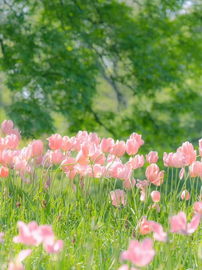 Avatar hoa tulip chill tạo cảm giác thanh khiết, nhẹ nhàng
