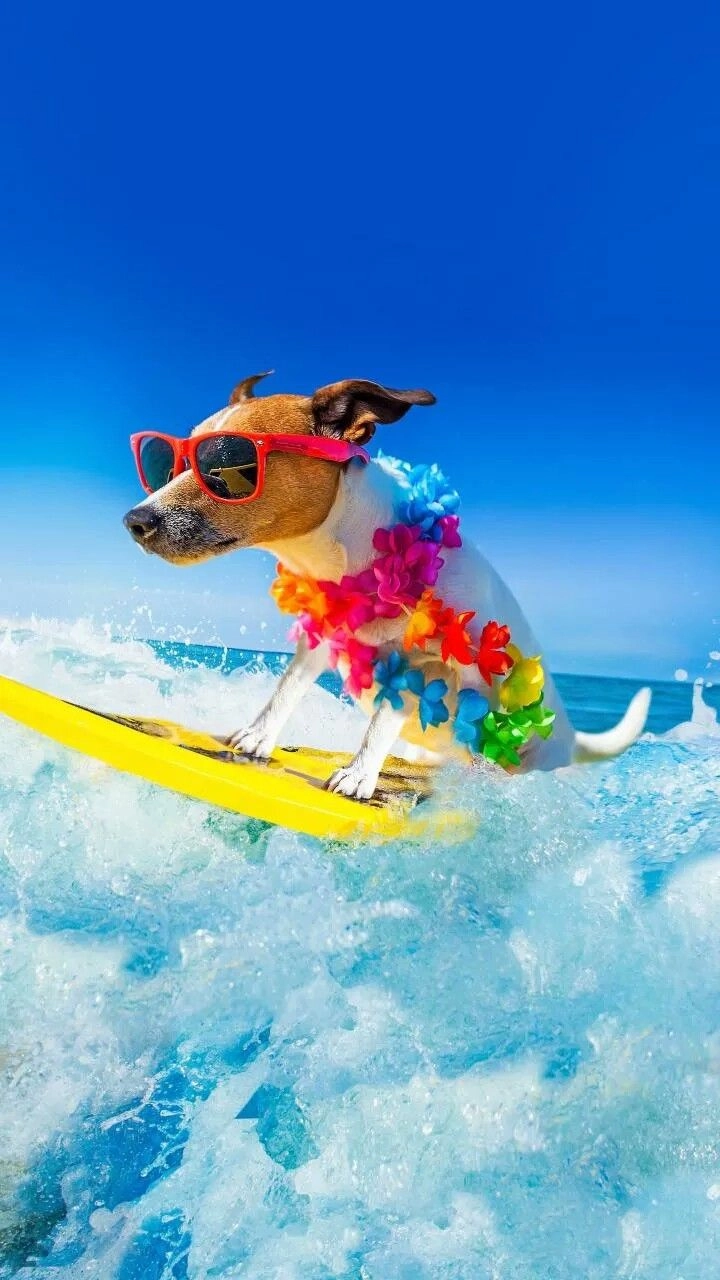 Đừng bỏ qua chó corgi hài hước siêu dễ thương