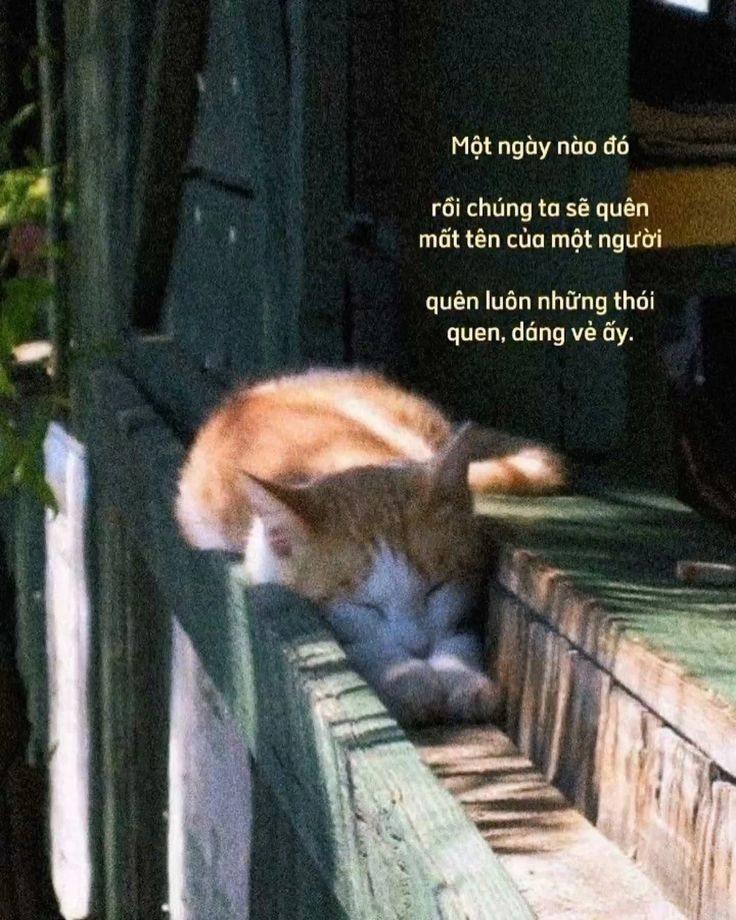 Những hình ảnh đẹp để làm avatar facebook giúp bạn có một trang cá nhân chill