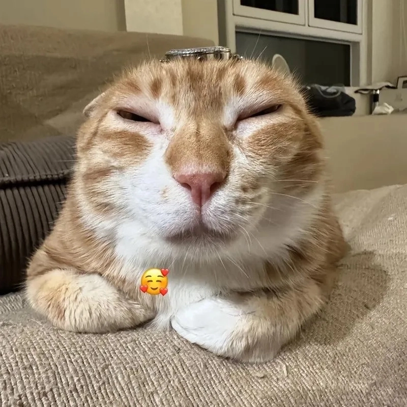 Cười ảnh chế meme mèo bựa siêu đáng yêu không thể thiếu trong bộ sưu tập meme của bạn