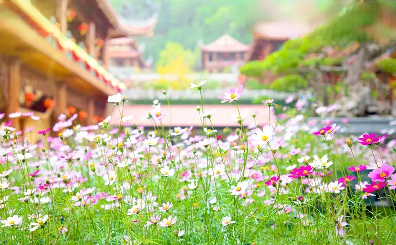 Vườn hoa Phật giáo chùa Ba Vàng khoe sắc rực rỡ, tạo không gian thư giãn tuyệt vời