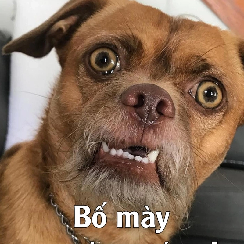 Chú chó phốc trong meme chó phốc khiến bạn phải cười