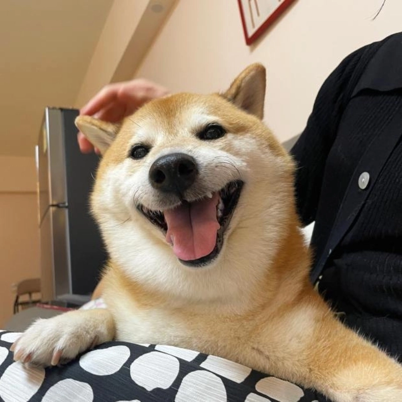 Chú chó Shiba cười vui vẻ trong meme chó shiba cười