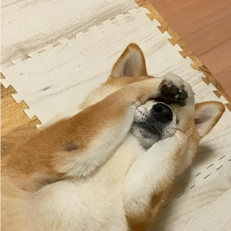 Một meme chó bịt tai cực kỳ dễ thương khiến bạn không thể nhịn cười