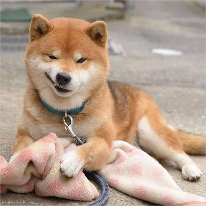 Một meme chó khinh bỉ sẽ khiến bạn cười ngất