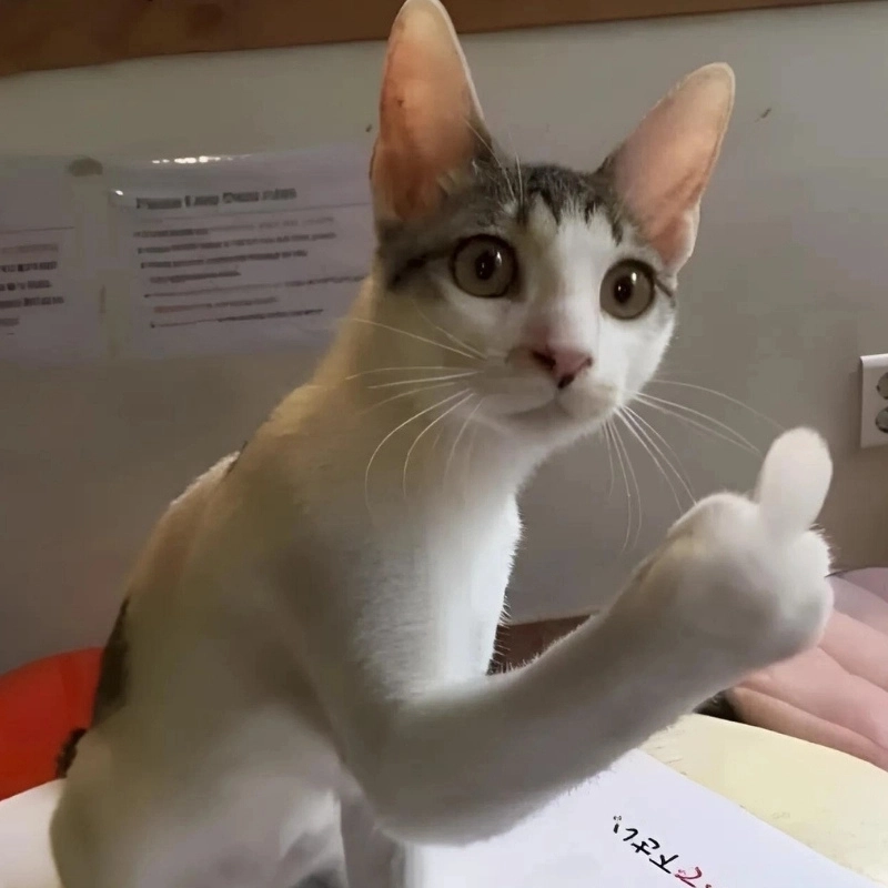 Hài hước ảnh chế meme mèo bựa sẽ làm bạn không ngừng cười nhờ vào những tình huống hài hước