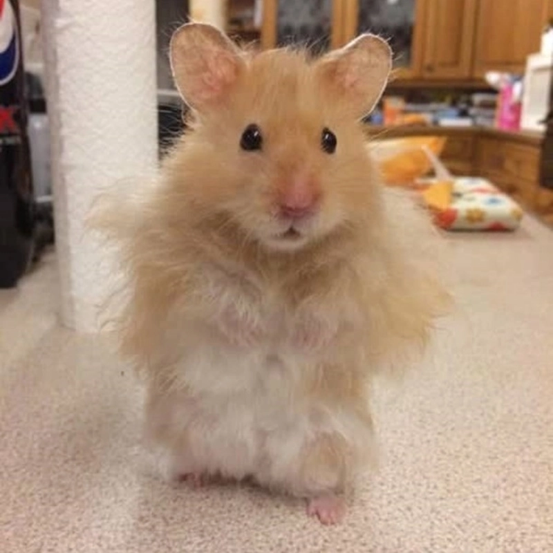 Meme ảnh chuột hamster hài hước khiến bạn không thể nhịn cười với biểu cảm cực kỳ dễ thương