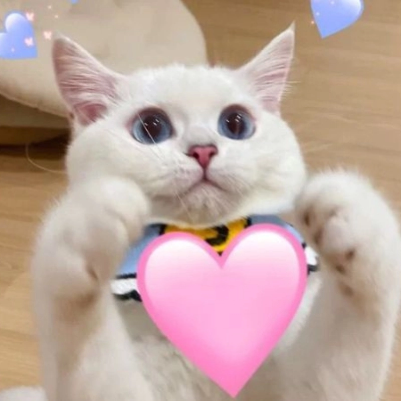 Tuyển chọn những khoảnh khắc trong ảnh meme con mèo cute
