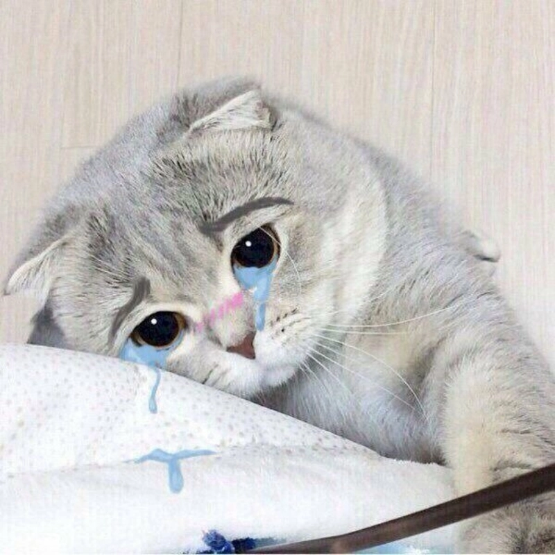 Nỗi buồn nhưng vẫn đáng yêu trong meme mèo buồn cute