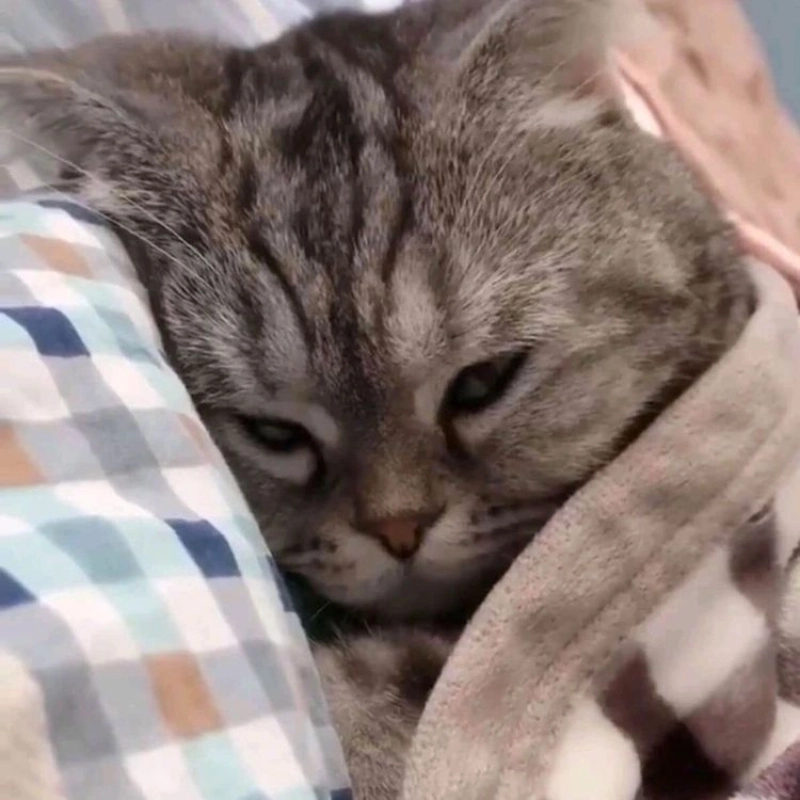 Mèo cũng cần nghỉ ngơi trong meme mèo ngủ cute