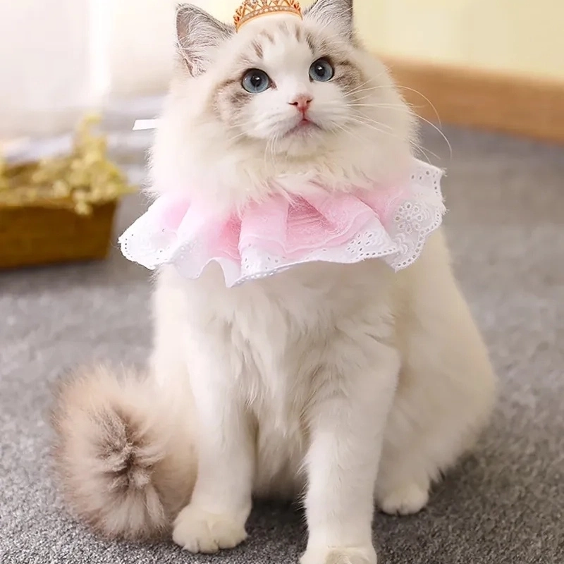 Ngọt ngào và đáng yêu với meme mèo cute yêu