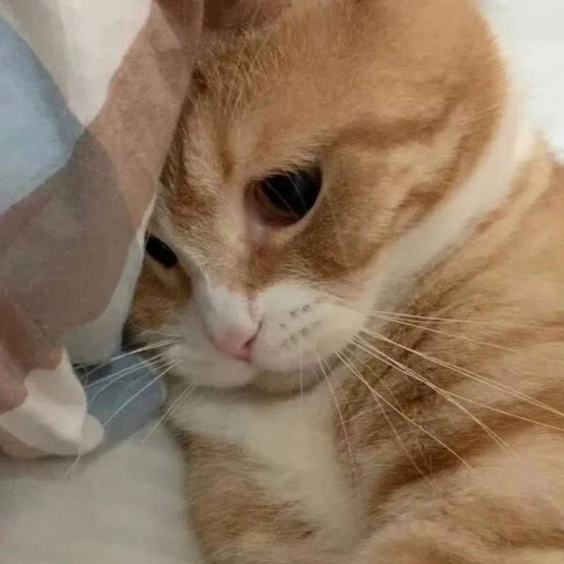 Khi mèo cũng biết tâm trạng trong meme mèo cute buồn