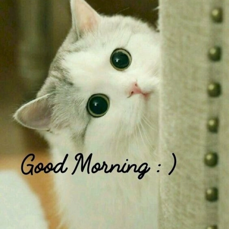 Gửi lời chào ngọt ngào với meme mèo cute chào