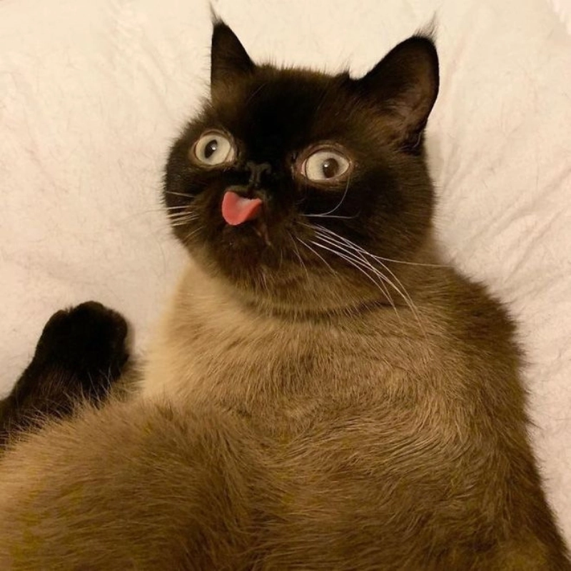 Dễ thương pha chút lầy lội từ meme mèo cute hài