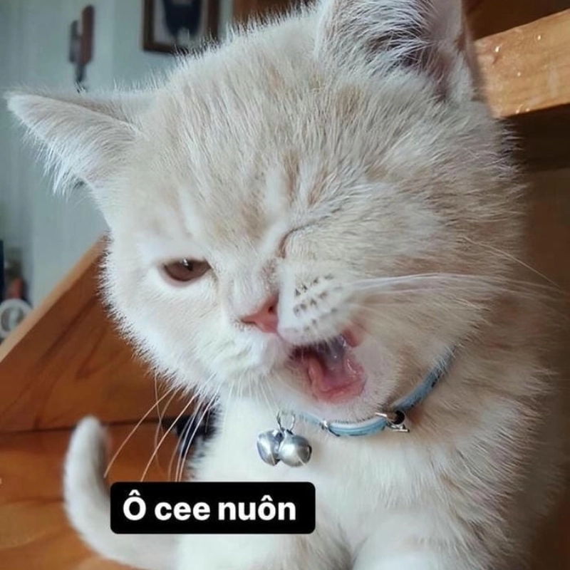 Khi mèo cũng đồng ý với meme mèo cute ok