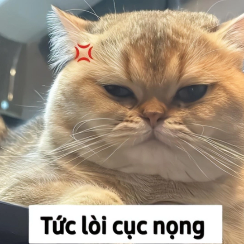 Đáng yêu ngay cả khi giận với meme mèo giận cute