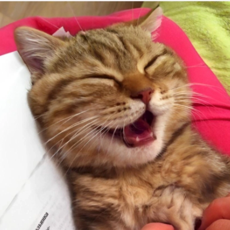 Nằm cười meme là hình ảnh vui nhộn với những khoảnh khắc thư giãn, tạo ra niềm vui sảng khoái