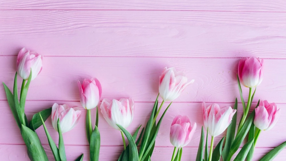 Tạo không gian nhẹ nhàng với hình nền hoa tulip chill tươi đẹp
